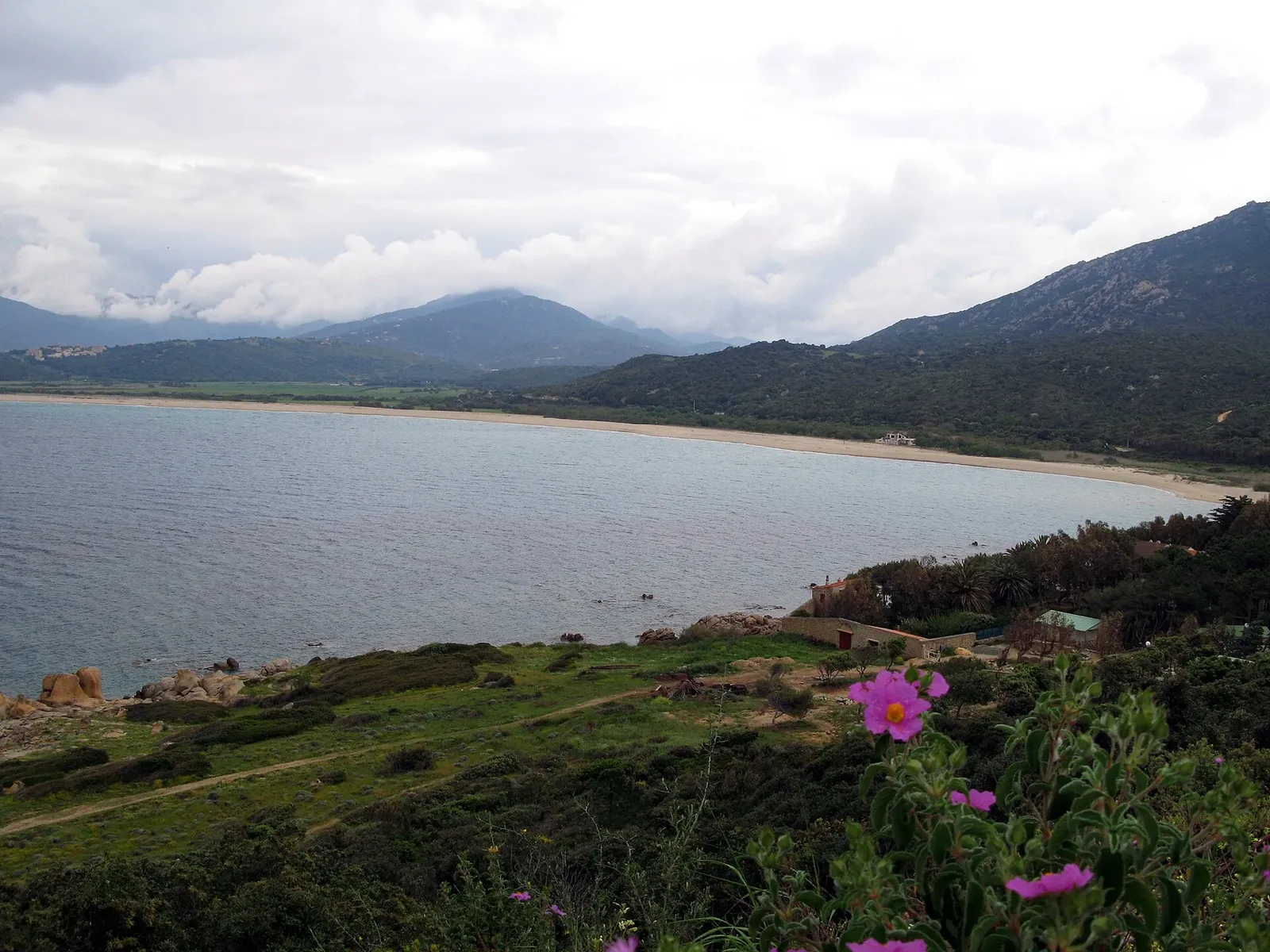 Baie de sable bordée de maquis et de montagnes, vue depuis les hauteurs avec des fleurs de ciste roses au premier plan