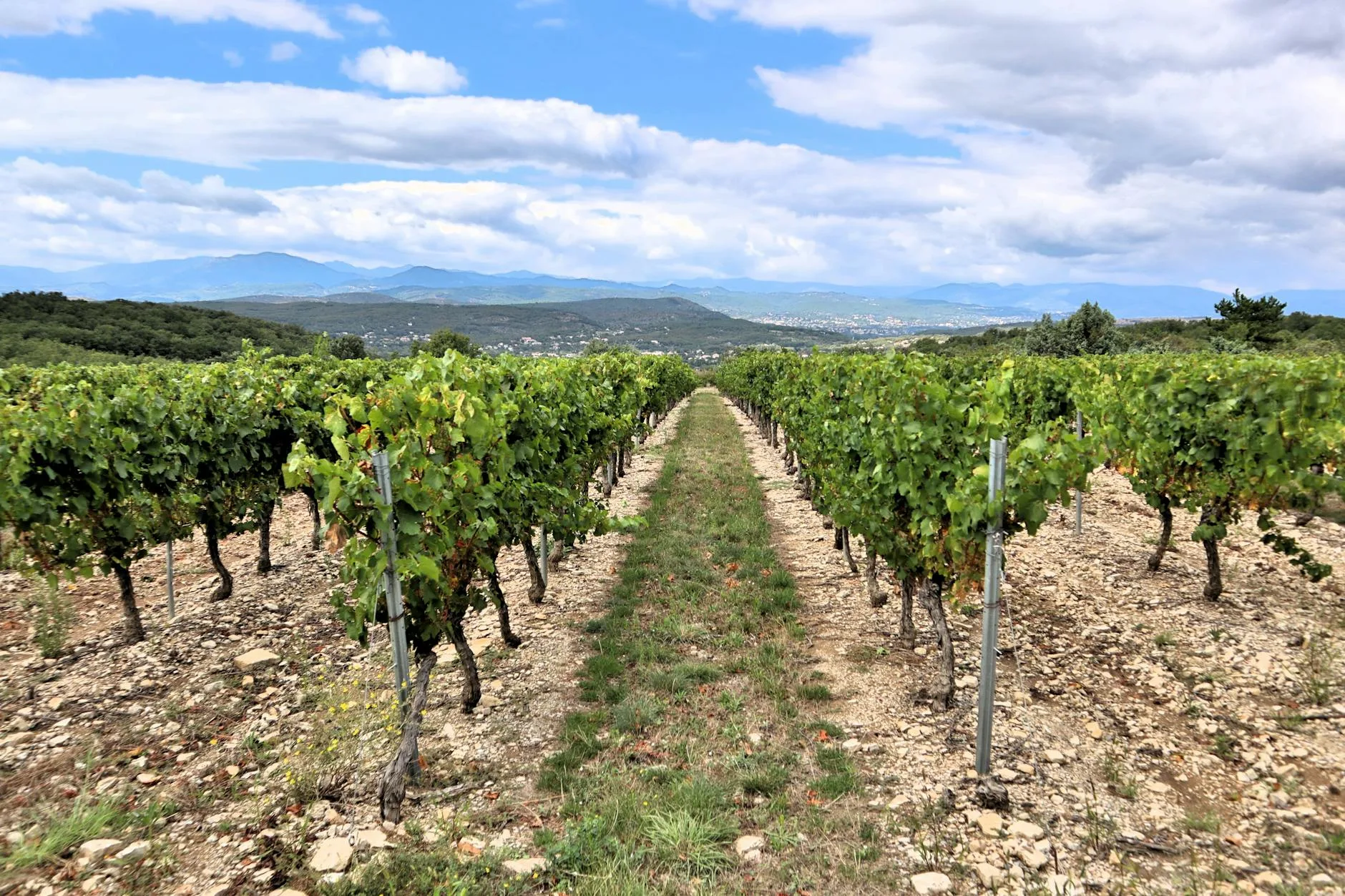 Visiter les vignobles